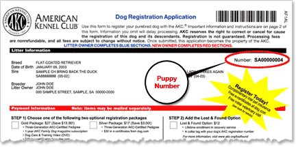 American Kennel Club Online Dog Registration
